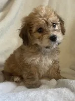 Mini doxie/ poodle Cuddley bear -boy , a male Miniature Dachshund for sale in Buffalo, MO – 4 of 5