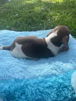Chocolate and white , a male Dachshund for sale in Buffalo, MO – 5 of 5