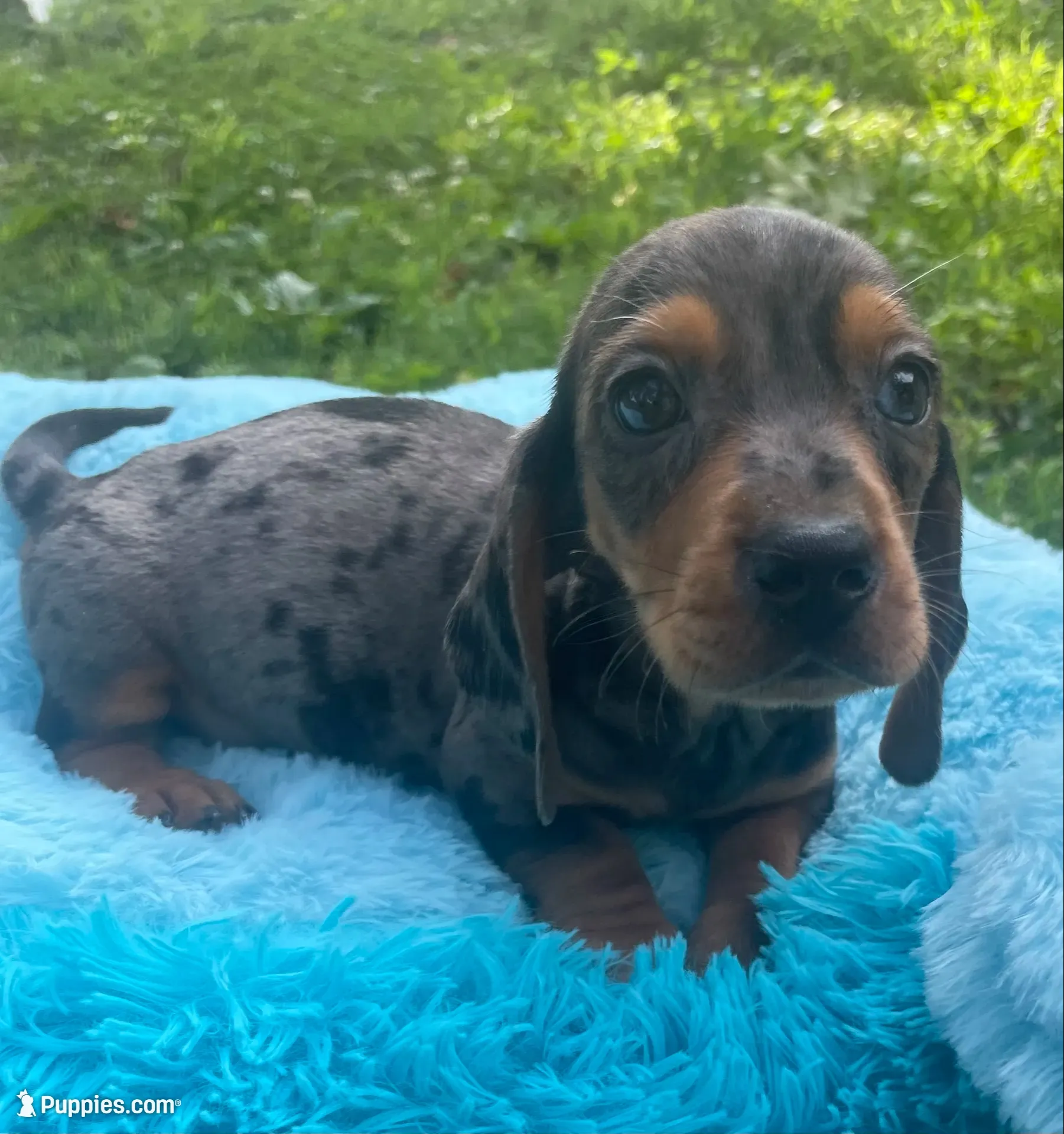 Blue dapple, a male Miniature Dachshund for sale in Buffalo, MO – 8 of 10