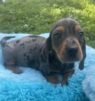 Blue dapple, a male Dachshund for sale in Buffalo, MO – 4 of 6