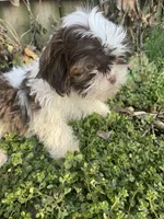 Chocolate and white , a female Shih Tzu for sale in Buffalo, MO – Photo 5 of 5