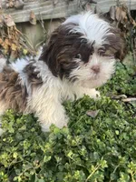 Chocolate and white , a female Shih Tzu for sale in Buffalo, MO – Photo 4 of 5