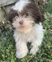 Chocolate and white , a female Shih Tzu for sale in Buffalo, MO – Photo 2 of 5