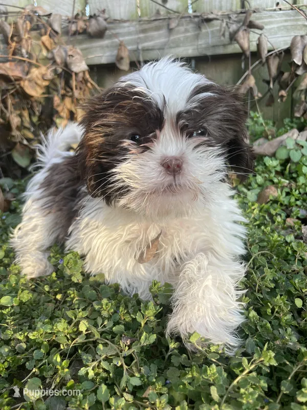 Chocolate and white , a female Shih Tzu for sale in Buffalo, MO – Photo 1 of 5