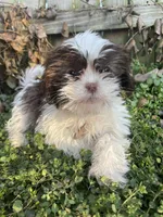 Chocolate and white , a female Shih Tzu for sale in Buffalo, MO – Photo 1 of 5