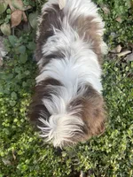 Chocolate and white , a female Shih Tzu for sale in Buffalo, MO – Photo 3 of 5