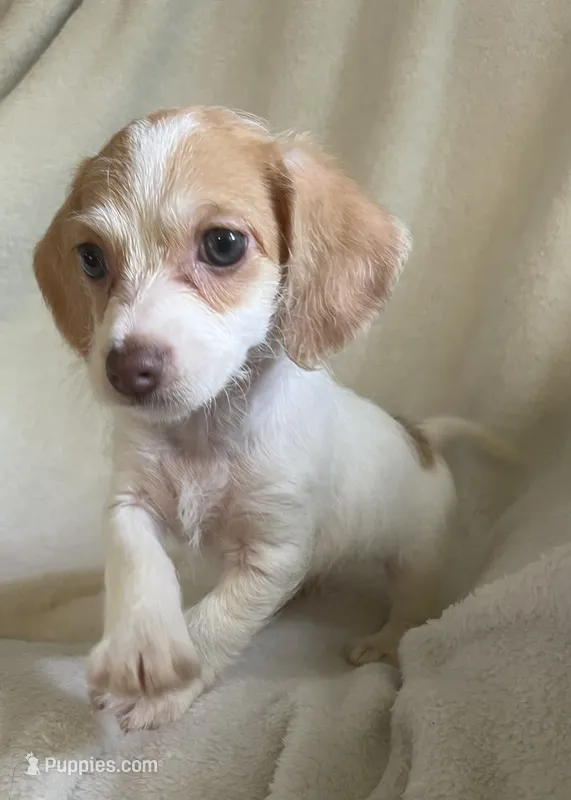 Mini Doxie / poodle chocolate girl  – Miniature Dachshund puppy for sale in Buffalo, MO