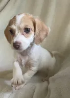 Mini Doxie / poodle chocolate girl , a female Miniature Dachshund for sale in Buffalo, MO – 1 of 6