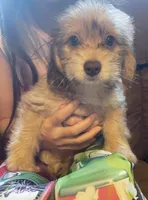 Sundae, a female Poodle - Toy  and Miniature Dachshund for sale in Buffalo, MO – 2 of 3