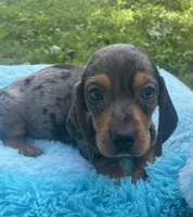 Blue dapple, a male Dachshund for sale in Buffalo, MO – 5 of 6