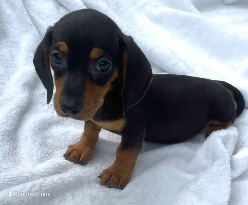 Twilly – Dachshund puppy for sale in Buffalo, MO