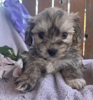 Jelly Beans, a male Bichon Frise and Shih Tzu for sale in Buffalo, MO – Photo 1 of 9