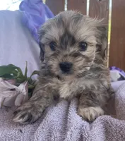 Jelly Beans, a male Bichon Frise and Shih Tzu for sale in Buffalo, MO – Photo 3 of 9