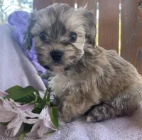 Jelly Beans, a male Bichon Frise and Shih Tzu for sale in Buffalo, MO – Photo 7 of 9