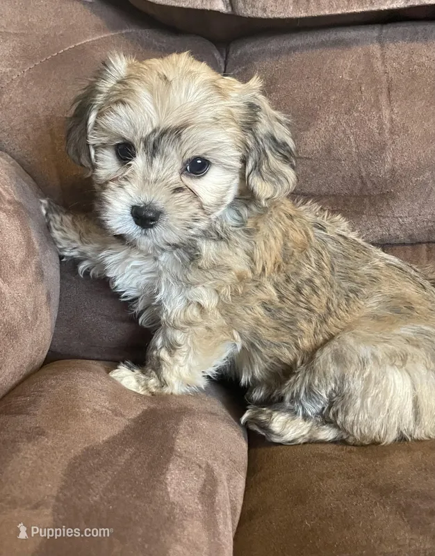 Jelly Beans boy  – Bichon Frise, Shih Tzu puppy for sale in Buffalo, MO
