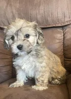 Jelly Beans boy , a male Bichon Frise and Shih Tzu for sale in Buffalo, MO – Photo 3 of 8