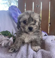 Jelly Beans, a male Bichon Frise and Shih Tzu for sale in Buffalo, MO – Photo 5 of 9