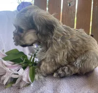 Jelly Beans, a male Bichon Frise and Shih Tzu for sale in Buffalo, MO – Photo 6 of 9