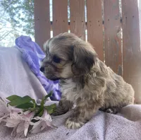 Jelly Beans, a male Bichon Frise and Shih Tzu for sale in Buffalo, MO – Photo 9 of 9