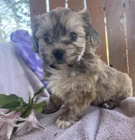 Jelly Beans, a male Bichon Frise and Shih Tzu for sale in Buffalo, MO – Photo 8 of 9