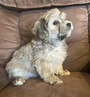 Jelly Beans boy , a male Bichon Frise and Shih Tzu for sale in Buffalo, MO – Photo 2 of 8