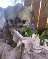 Jelly Beans, a male Bichon Frise and Shih Tzu for sale in Buffalo, MO – Photo 2 of 9