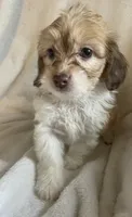 Mini doxie poodle chocolate and white long hair girl , a female Miniature Dachshund for sale in Buffalo, MO – 4 of 4