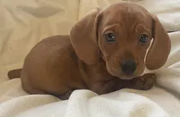 Red female , a female Miniature Dachshund for sale in Buffalo, MO – Photo 2 of 5