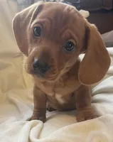 Red female , a female Miniature Dachshund for sale in Buffalo, MO – Photo 3 of 5