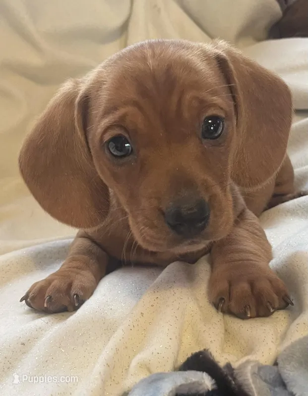 Red female  – Miniature Dachshund puppy for sale in Buffalo, MO