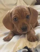 Red female , a female Miniature Dachshund for sale in Buffalo, MO – Photo 1 of 5