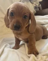 Red female , a female Miniature Dachshund for sale in Buffalo, MO – Photo 5 of 5