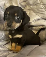 Black and tan girl, a female Chihuahua and Miniature Dachshund for sale in Buffalo, MO – Photo 6 of 6
