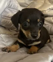 Black and tan girl, a female Chihuahua and Miniature Dachshund for sale in Buffalo, MO – Photo 2 of 6