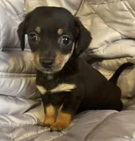 Black and tan girl, a female Chihuahua and Miniature Dachshund for sale in Buffalo, MO – Photo 5 of 6