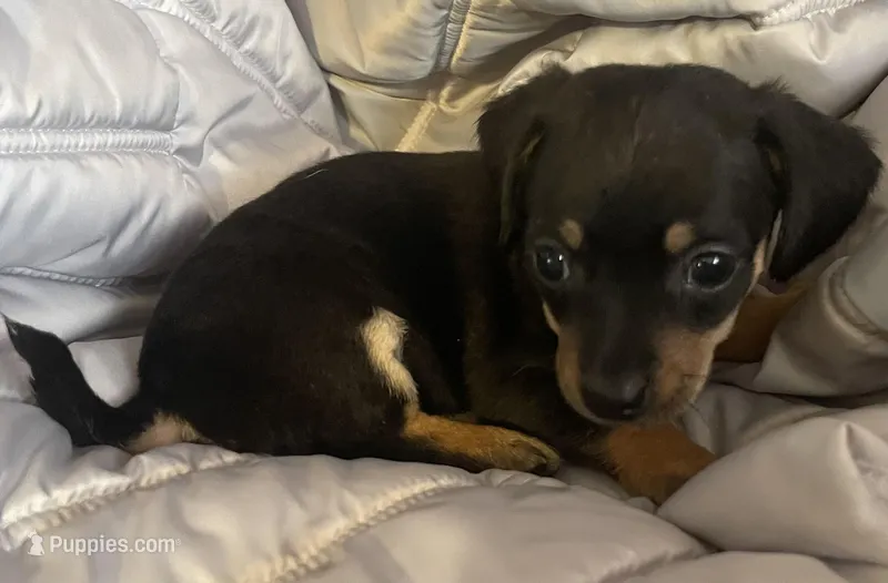 Black and tan girl – Chihuahua, Miniature Dachshund puppy for sale in Buffalo, MO