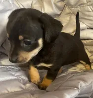 Black and tan girl, a female Chihuahua and Miniature Dachshund for sale in Buffalo, MO – Photo 4 of 6