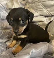 Black and tan girl, a female Chihuahua and Miniature Dachshund for sale in Buffalo, MO – Photo 3 of 6