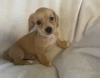 Mini doxie/ poodle- honey  Bear boy, a male Miniature Dachshund for sale in Buffalo, MO – 5 of 5