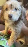 Sundae, a female Poodle - Toy  and Miniature Dachshund for sale in Buffalo, MO – 3 of 3