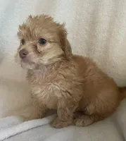 Mini doxie/poodle chocolate bear boy, a male Miniature Dachshund for sale in Buffalo, MO – 2 of 2
