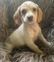 Popcorn, a female Poodle - Toy  and Miniature Dachshund for sale in Buffalo, MO – 5 of 6