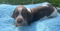 Chocolate and white , a male Dachshund for sale in Buffalo, MO – 3 of 5