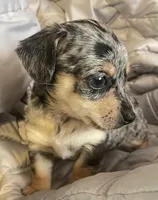 Cash blue mearle, a male Chihuahua and Miniature Dachshund for sale in Buffalo, MO – Photo 3 of 6