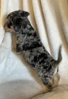 blue dapple boy , a male Chihuahua and Miniature Dachshund for sale in Buffalo, MO – Photo 3 of 9