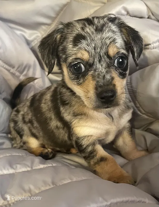 Cash blue mearle – Chihuahua, Miniature Dachshund puppy for sale in Buffalo, MO