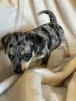 blue dapple boy , a male Chihuahua and Miniature Dachshund for sale in Buffalo, MO – Photo 5 of 9