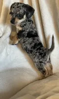 blue dapple boy , a male Chihuahua and Miniature Dachshund for sale in Buffalo, MO – Photo 4 of 9