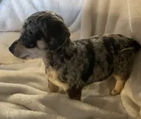 blue dapple boy , a male Chihuahua and Miniature Dachshund for sale in Buffalo, MO – Photo 2 of 9