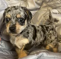 Cash blue mearle, a male Chihuahua and Miniature Dachshund for sale in Buffalo, MO – Photo 2 of 6